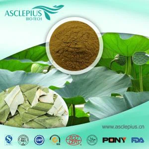 Proveïdor de fulles i flors de Lotus Venda a l'engròs / Productes calents de pèrdua de pes naturals